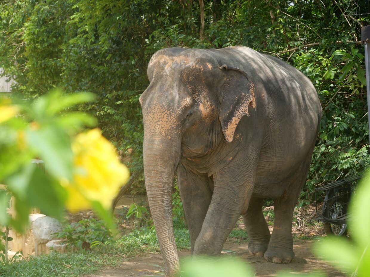 Elephant Jungle Sanctuary1