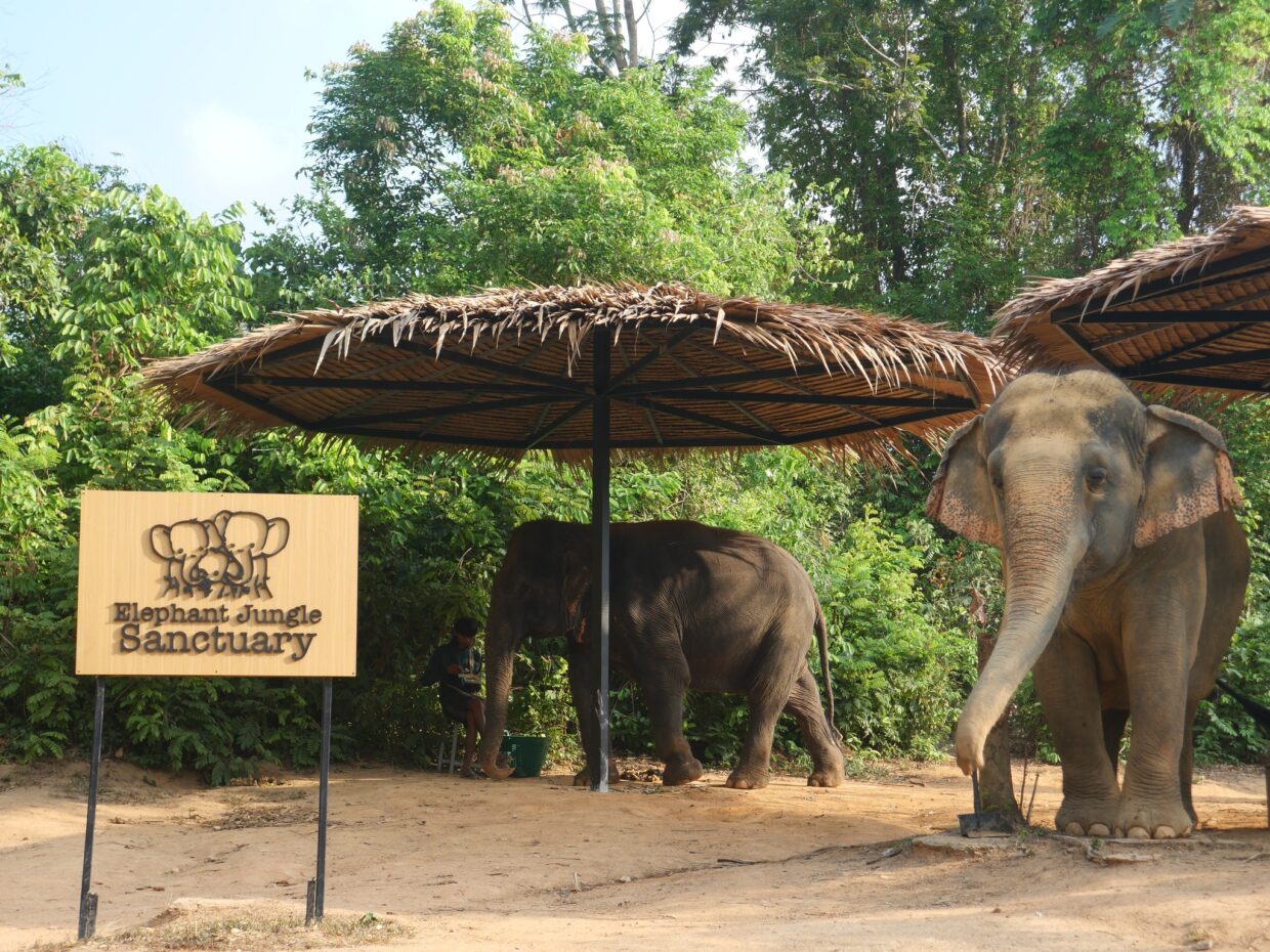 Elephant Jungle Sanctuary3