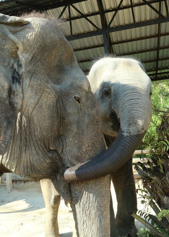 Elephant Jungle Sanctuary6