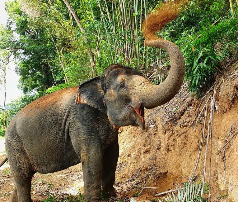 Elephant Jungle Sanctuary7